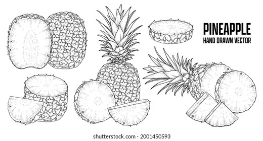 Tropical plant Pineapple Hand drawn Sketch vector Botanical illustrations