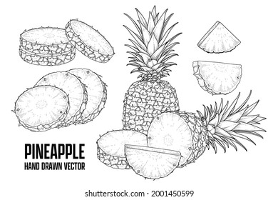 Tropical plant Pineapple Hand drawn Sketch vector Botanical illustrations
