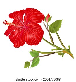 Tropical plant  red hibiscus  flower stem   on a white background  watercolor vintage vector illustration editable hand draw