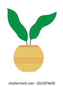 tropical plant in a round pot