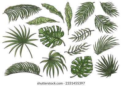 Tropical plant set or summer exotic leafs for decoration wedding or florist shop. Exotic nature plants collection with monstera, palm and banana leafs for vector tropic design