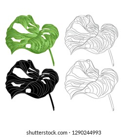 Tropical plant sheet of Monstera deliciosa    natural silhouette and contour isolated on a white background watercolor botanical background vintage vector illustration  editable hand draw