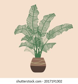 Tropical plant in terracotta pots . Boho art style . Vector illustration
