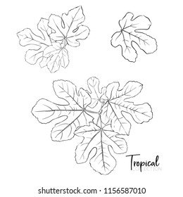 Tropical plant. Vector illustration in botanical style. Outline drawing.  Isolated on white background.