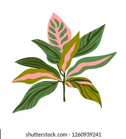 Tropical plant vector print for t-shirt design. Green leaves on the pink background. Vector design element isolated on the white background.