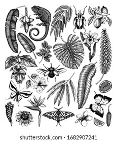 Tropical plants and animals vector collection. Hand drawn exotic flowers, citrus fruits, palm leaves, tropical insects and chameleon. Vintage botanical sketches  for summer or island design templates