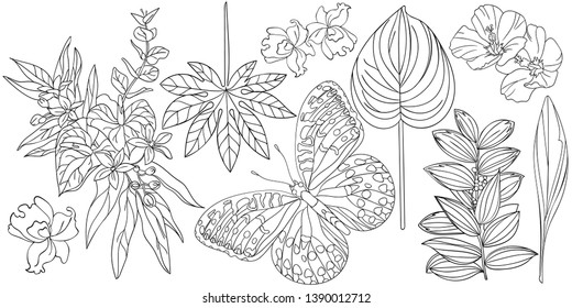 Tropical plants, butterfly, orchid tree leaf isolated on white background. Different kinds of leaves illustration. Typography graphic print, fashion drawing for t-shirts. Vector stickers,print, patche