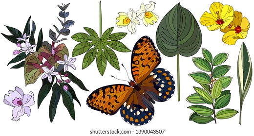 Tropical plants, butterfly, orchid tree leaf isolated on white background. Different kinds of leaves illustration. Typography graphic print, fashion drawing for t-shirts. Vector stickers,print, patche