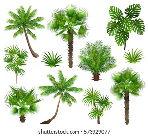 Tropical plants (coconut palm, monstera, fan palm, rhapis). Set of hand drawn vector illustrations on white background.