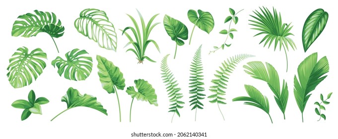  Tropical plants collection. Exotic vector palm leaves, climber and fern isolated on a white background. Vector realistic elements for invitation design. Botanical illustration.