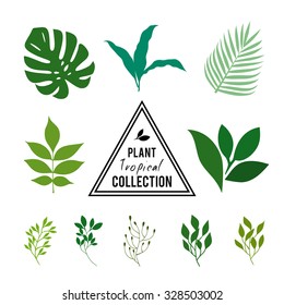 Tropical plants collection. Leaves of various plants