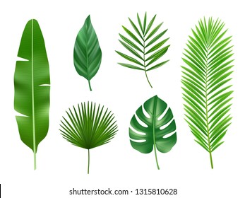 Tropical plants. Exotic eco nature green leaves vector realistic collection isolated