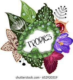 tropical plants. frame
