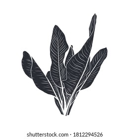 Plantas tropicales dibujadas a mano. hoja aislada en fondo blanco. Ilustración del vector