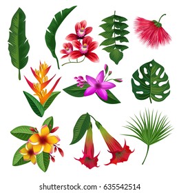 Tropical plants hawaii flowers leaves and branches. Vector illustration isolate on white background