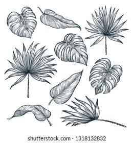 Tropical plants leaf set, isolated on white background. Vector sketch illustration. Hand drawn tropic nature and floral design elements.