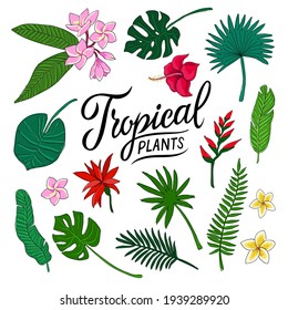 tropical plants leaves and flowers collection