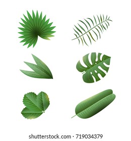 Tropical plants and leaves realistic set isolated on white background. Palm, banana and other plants. Vector illustration.