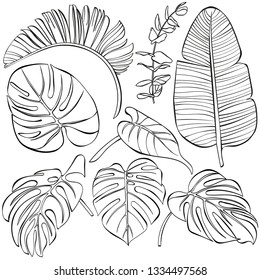 Tropical plants and palm tree leaf isolated on white background. Different kinds of leaves illustration.  Typography graphic print, fashion drawing for t-shirts. Vector stickers,print, patches vintage