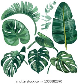 Tropical plants and palm tree leaf isolated on white background.
