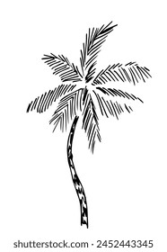 Tropical plants, palm tree. Nature and vegetation, forest. Simple hand-drawn vector sketch in ink.