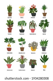 Tropical plants in pots home decor. Vector drawings of flat flowers.