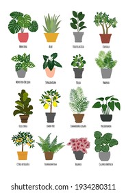 Tropical plants in pots home decor. Vector drawings of flat flowers.