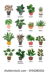 Tropical plants in pots home decor. Vector drawings of flat flowers.