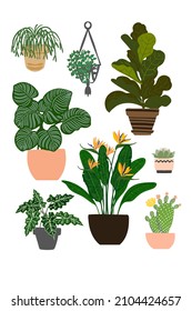 Tropical plants in pots home decor. Vector drawings of flat flowers.