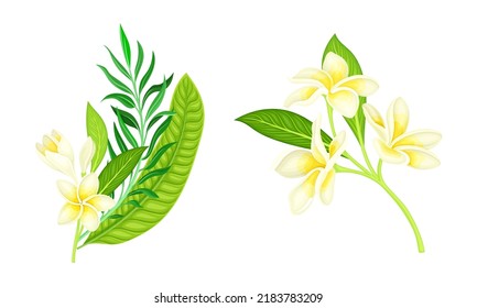 Tropical plants set. Palm leaves and blossoming twig of frangipani tree cartoon vector illustration