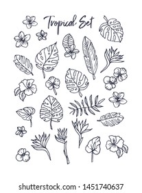 Tropical plants set. Vector illustration