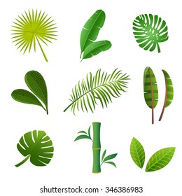 Tropical plants set. Vector illustration of green leaves. 