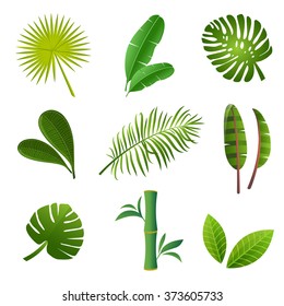 Tropical plants set. Vector illustration of green leaves of Strelitzia, banana, monstera, frangipani, bamboo and other tropical plants