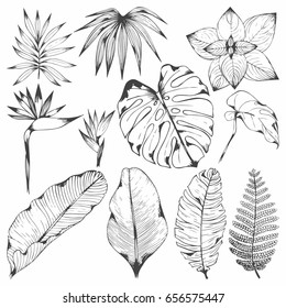 Tropical plants. Set of vector illustrations with tropical branches. Hand drawing for design and surface design, packaging and wrapping paper, wallpaper, covers, creating patterns