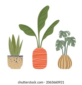 Tropical plants in stylish pots and pots. Vector illustration.