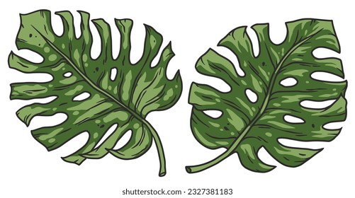 Tropical plants or summer exotic leafs for decoration wedding or florist shop. Nature exotic plant with monstera leafs for vector tropic design