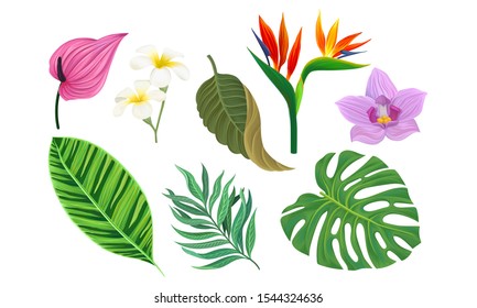 Tropical Plants Vector Illustrated Set. Different Exotic Flora