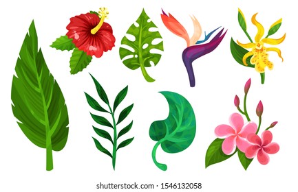 Tropical Plants Vector Illustrated Set. Different Exotic Flora Collection