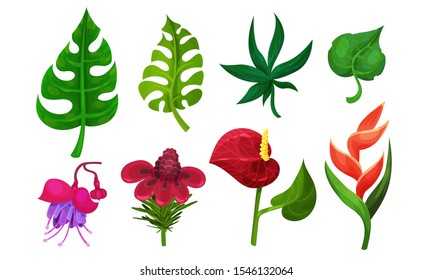 Tropical Plants Vector Illustrated Set. Different Exotic Flora Collection