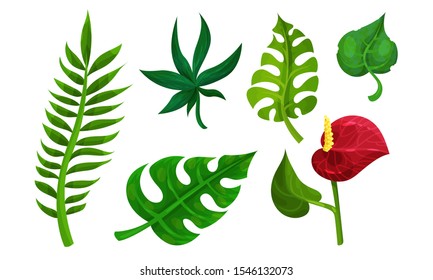 Tropical Plants Vector Illustrated Set. Different Exotic Flora Collection