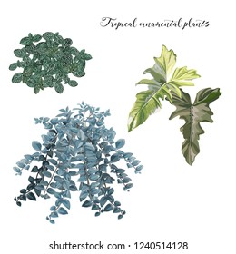 tropical  plants vector illustration
