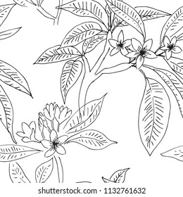 Tropical plumeria plant with flowers and leaves print. Black and white illustration. Vector seamless pattern. Linear botanical design. Floral graphic. Nature summer sketch