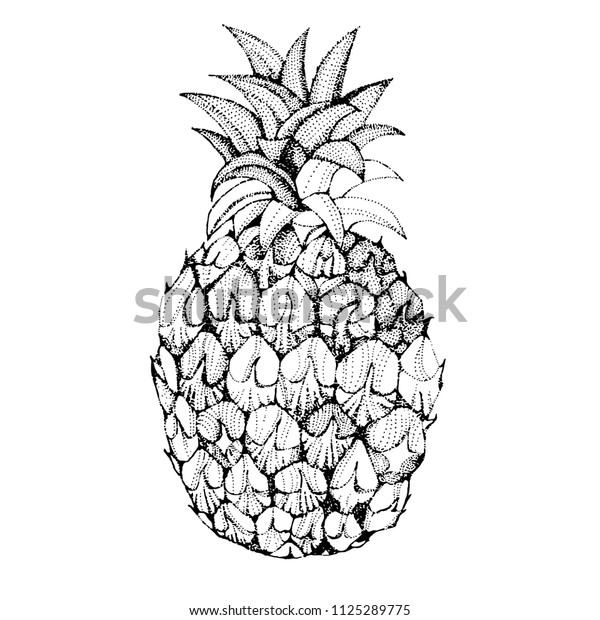 パイナップルフルーツの画像 白黒のベクター画像イラスト のベクター画像素材 ロイヤリティフリー Shutterstock パイナップルフルーツの画像 白黒のベクター画像イラスト のベクター画像素材 ロイヤリティフリー Shutterstock