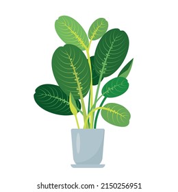 Tropical Prayer plant icon. Decorative house plant in ceramic flower pot isolated on white background. Flat or cartoon icon vector illustration for home decor and botanical design.