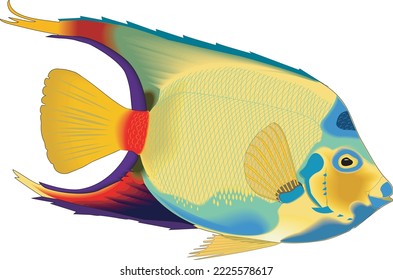 Ilustración del vector de angelfish de reina tropical