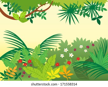 Tropical Rain Forest