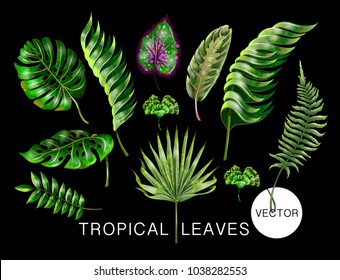  Tropical realistic palm, monstera, banana and fern leaves. Set 