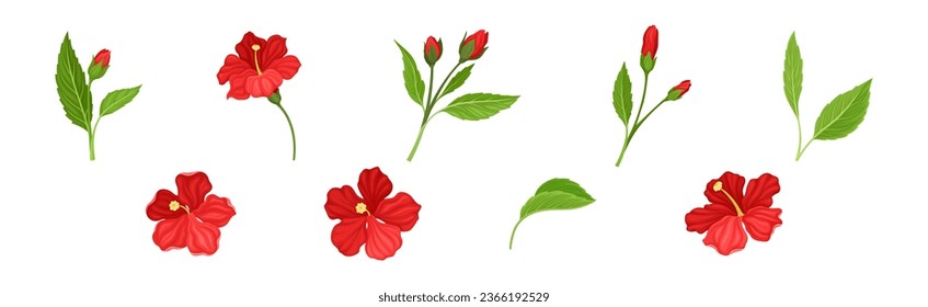 Tropical Red Hibiscus Flower with Green Leaf and Stem Vector Set