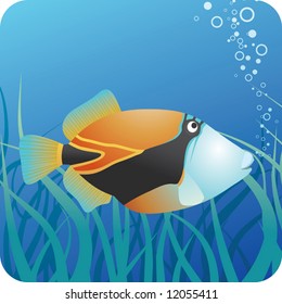 Tropical Reef Triggerfish Under Water