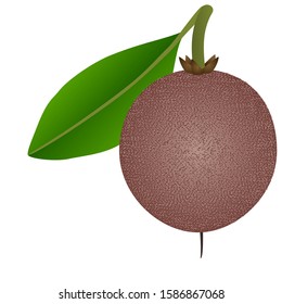 Tropical ripe fruit sapote with leaf on a white background.